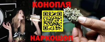 сатива Гай