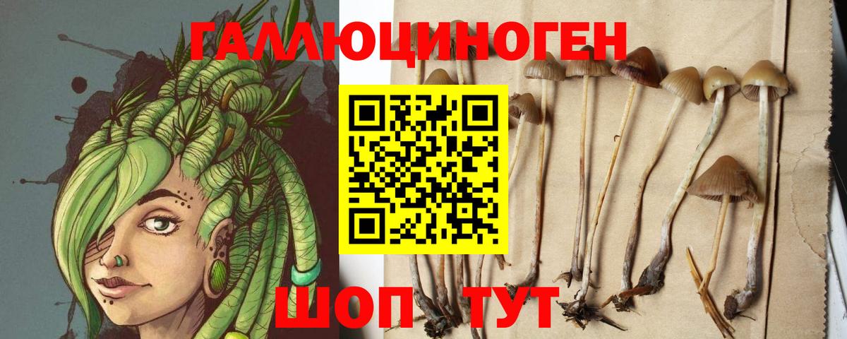 Галлюциногенные грибы Psilocybe  как найти закладки  Десногорск  Галлюциногенные грибы мицелий 